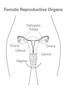 Female anatomy