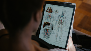 A person looks at an anatomical diagram on a tablet