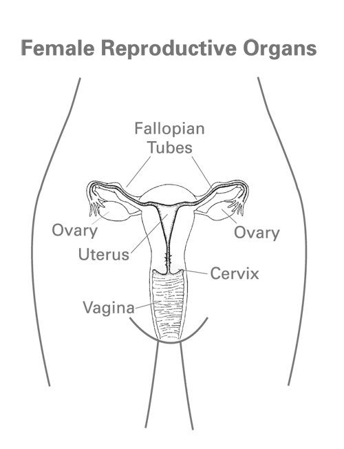 Female anatomy