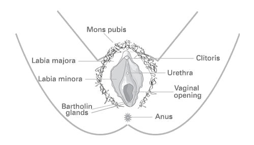 External female genitalia