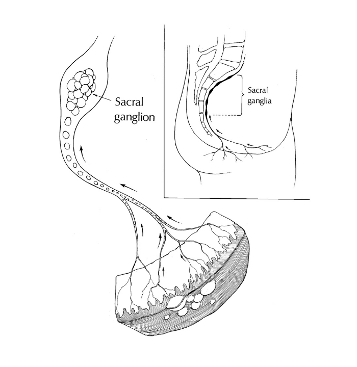 Sacral ganglion, the place where the herpes virus stays in the latency period