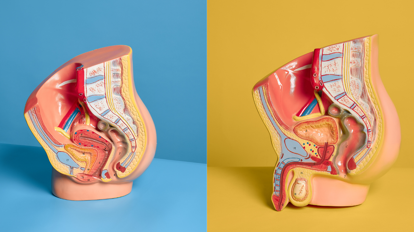 Reproductive system