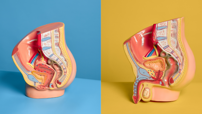 Reproductive system