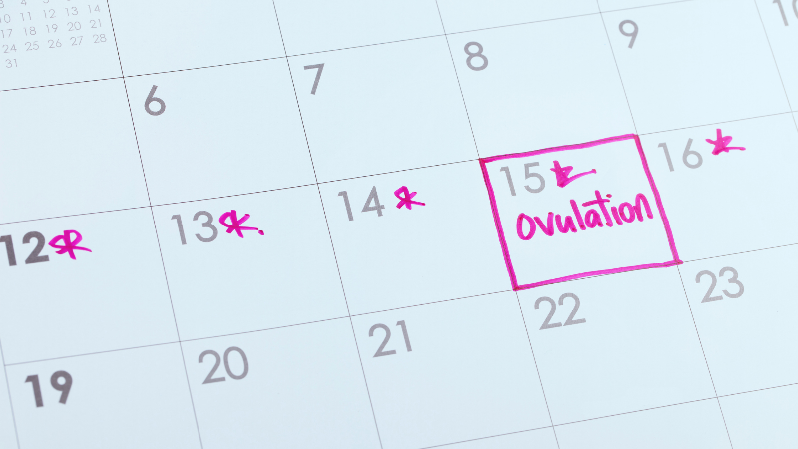 An image of a calendar noting ovulation