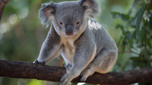 A koala in a tree