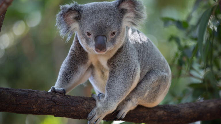 A koala in a tree