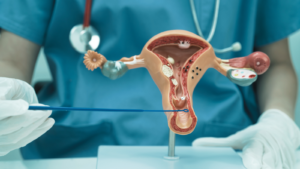 An anatomical model of a vagina and uterus
