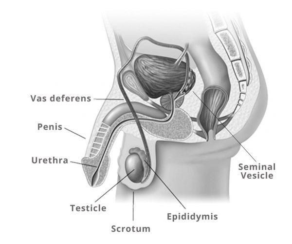 male_anatomy male_anatomy